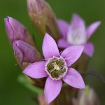 Gentian