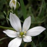 star of bethlehem